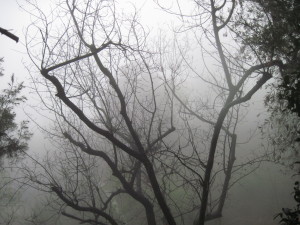 WALK WITH ME: Foggy Misty Rain