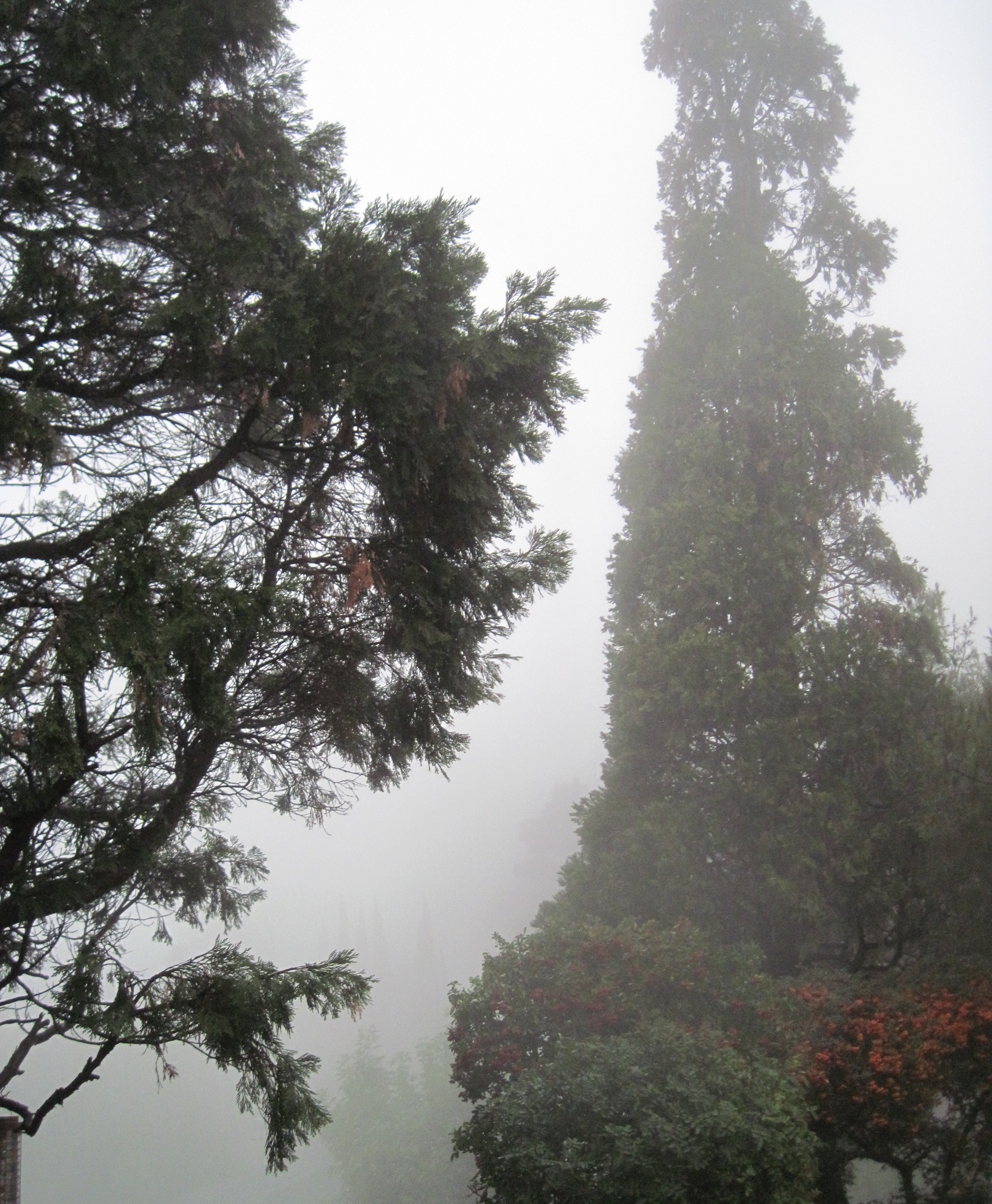 WALK WITH ME: Foggy Misty Rain