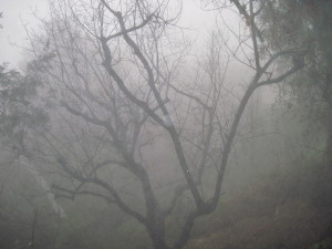 WALK WITH ME: Foggy Misty Rain