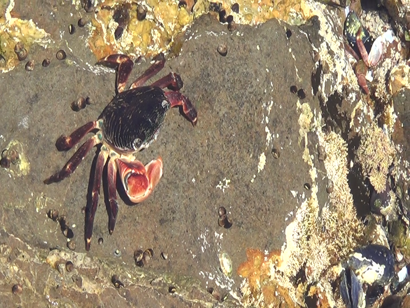 Walk With Me: Palos Verdes Peninsula Tide Pools